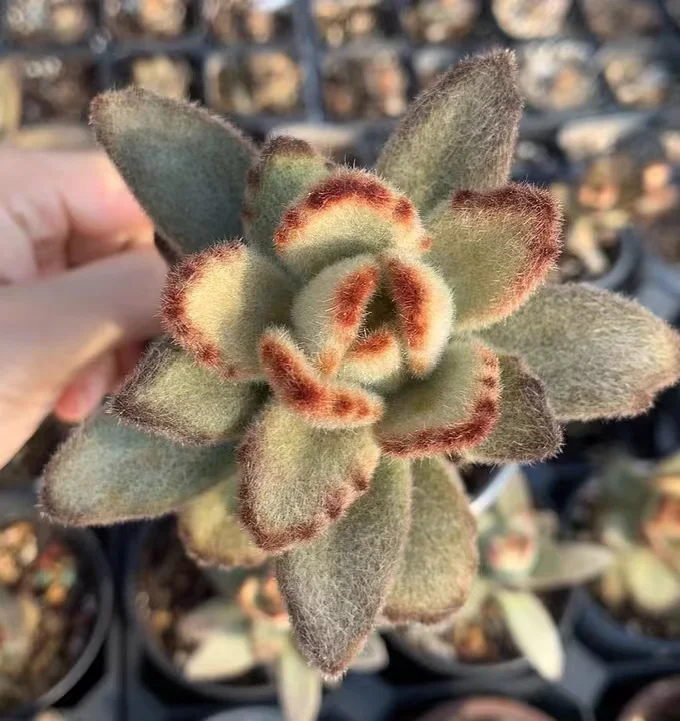 plant Aeonium Echeveria Haworthia  Caudex  Lithops Cactus  Agave 