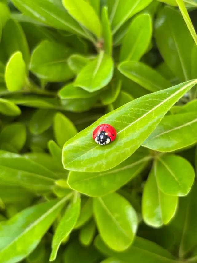 Pinhead Ladybug Ladybug Pin