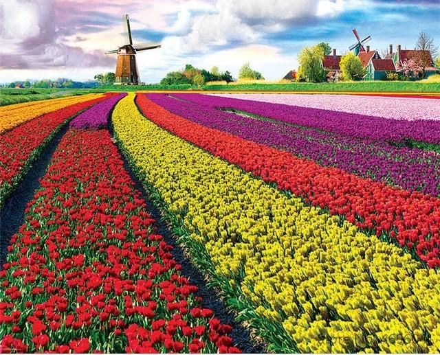 

Tulip Growers – Paint By Numbers - 40*50CM, 501 Original