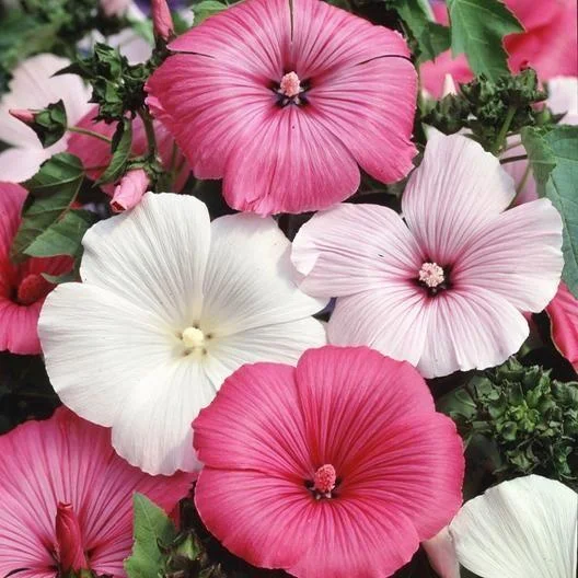 ROSE MALLOW SEEDS - MIXED COLORS