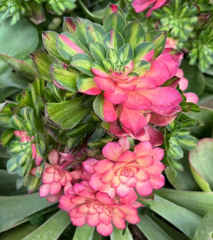 plant Aeonium Echeveria Haworthia  Caudex  Lithops Cactus  Agave 