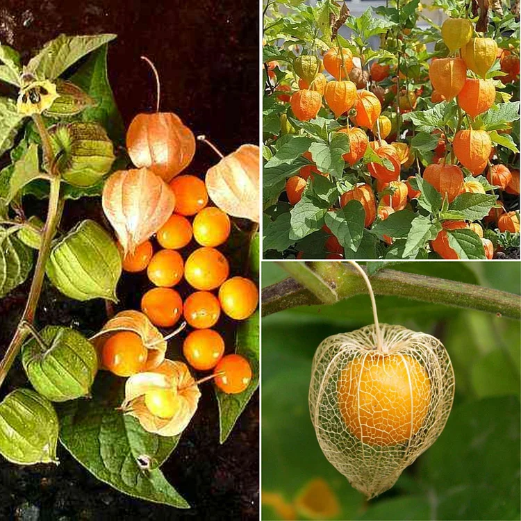 Last Day Promotion 70% OFF🍈 Physalis Peruviana Fruit-Lantern Fruit Seeds(98% Germination)⚡Buy 2 Get Free Shipping