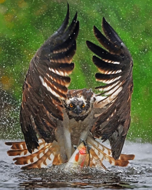 

Eagle Getting Ready To Fly – Paint By Numbers - 40*50CM, 501 Original