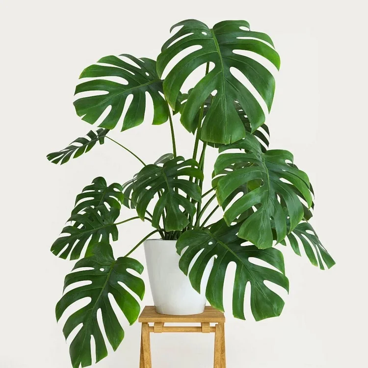 Monstera deliciosa / Monstera albo variegata🌼