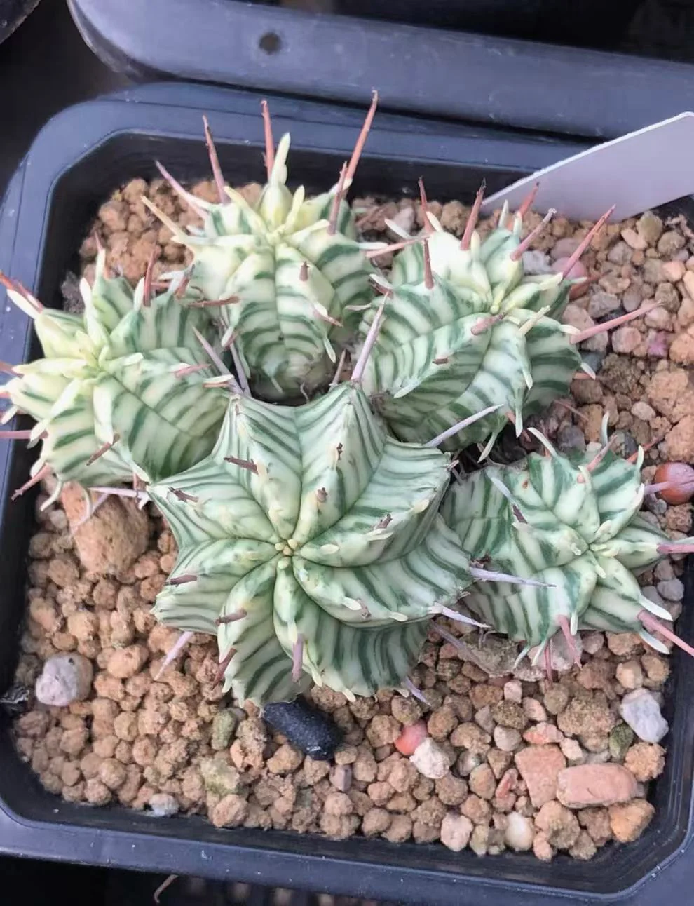 plant Aeonium Echeveria Haworthia  Caudex  Lithops Cactus  Agave 