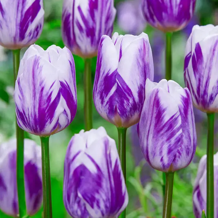 Bonsai Rare Color Tulip Seeds #19