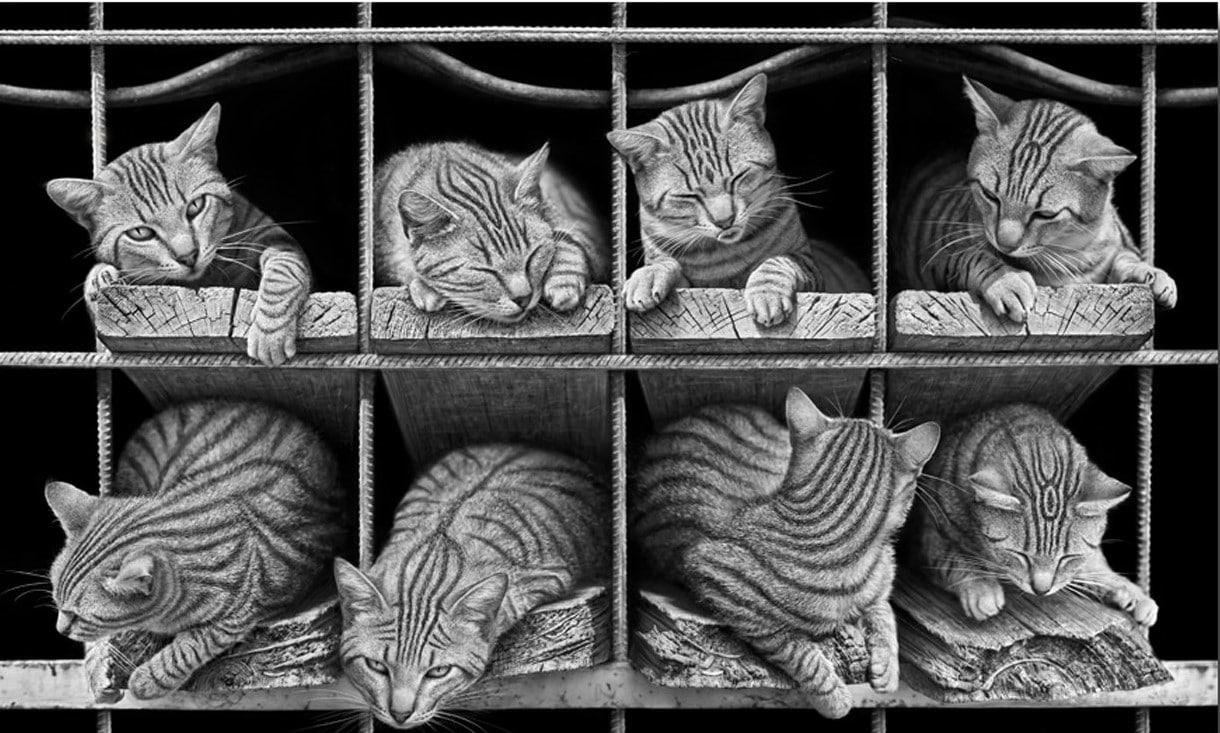 

Octet Cats – Paint By Numbers - 40*50CM, 501 Original