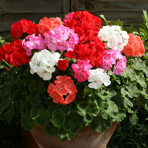 ✨Geranium – The Colorful and Cheerful Fairy of Your Balcony!