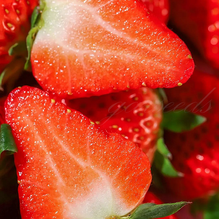 Cream Strawberry🍓Seeds