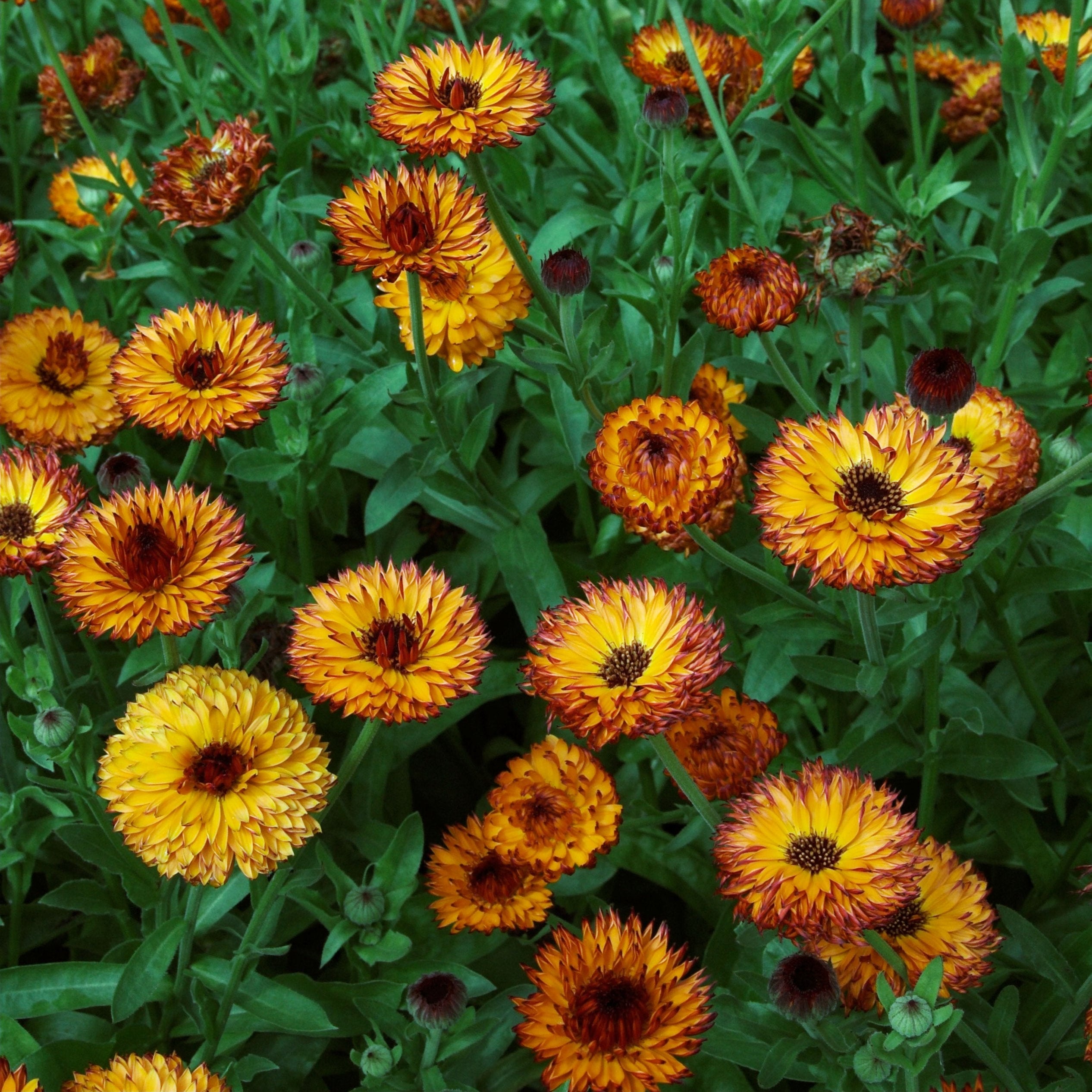 Calendula Neon Flower | X 50 Seeds