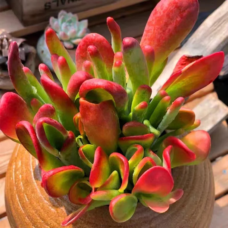 421.Fire fox  cluster 8-10cm/ Echeveria / Succulent plants / Garden landscape / Carefully select healthy plants
