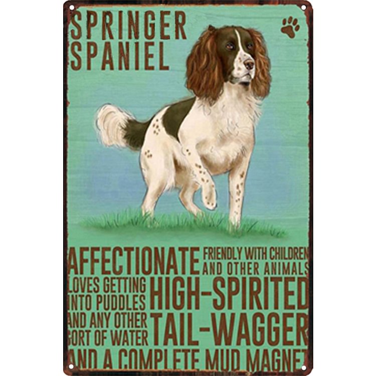 Springer Spaniel Affectionate High-Spirited Tail-Wagger - Vintage Tin Signs/Wooden Signs - 20x30cm & 30x40cm