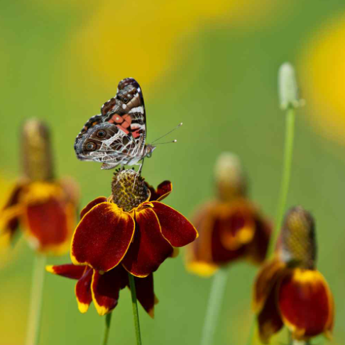 50 Pcs RARE MEXICAN HAT SEEDS