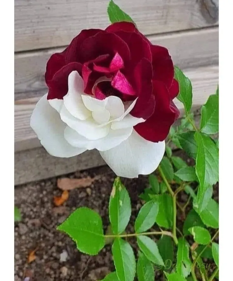 Rare Twin Roses - Seeds