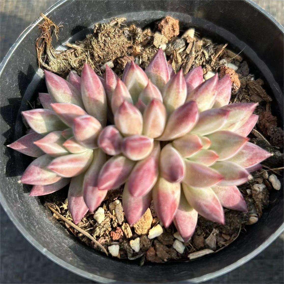 CRASSULACEAE-ECHEVERIA-CHERRY | 景天科-拟石莲花属-车厘子