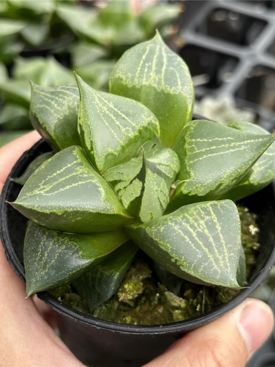 plant Aeonium Echeveria Haworthia  Caudex  Lithops Cactus  Agave 