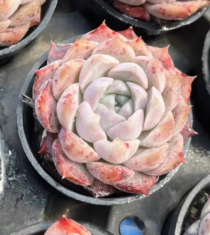 plant Aeonium Echeveria Haworthia  Caudex  Lithops Cactus  Agave 