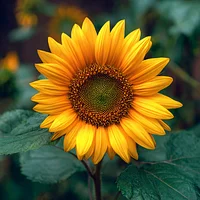 Vibrant Sunflower - Diamond Painting