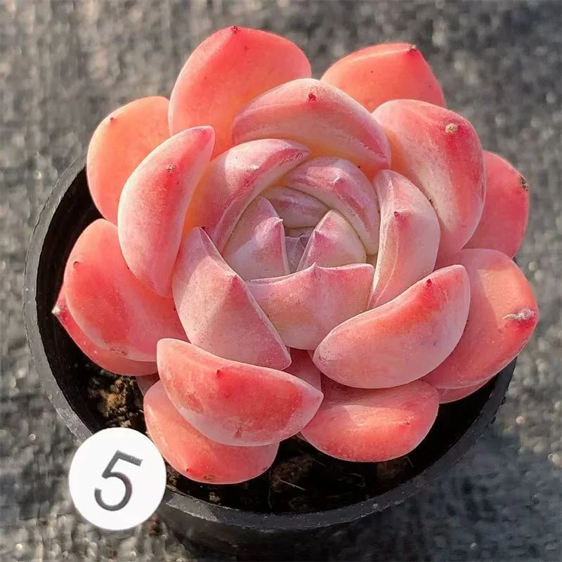 plant Aeonium Echeveria Haworthia  Caudex  Lithops Cactus  Agave 