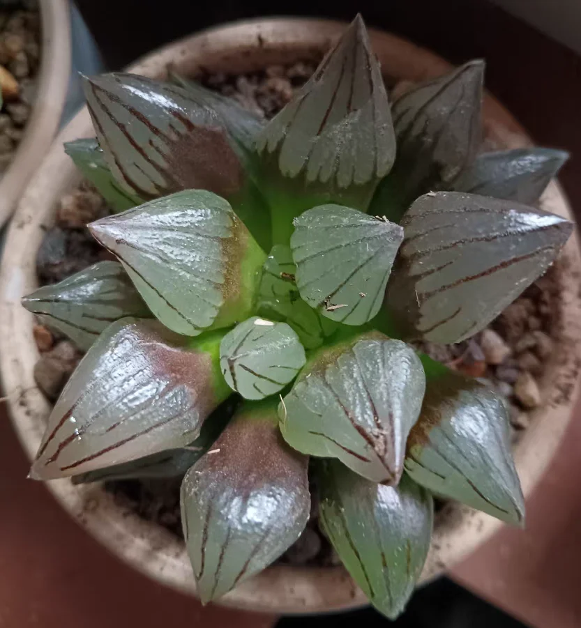 plant Aeonium Echeveria Haworthia  Caudex  Lithops Cactus  Agave 