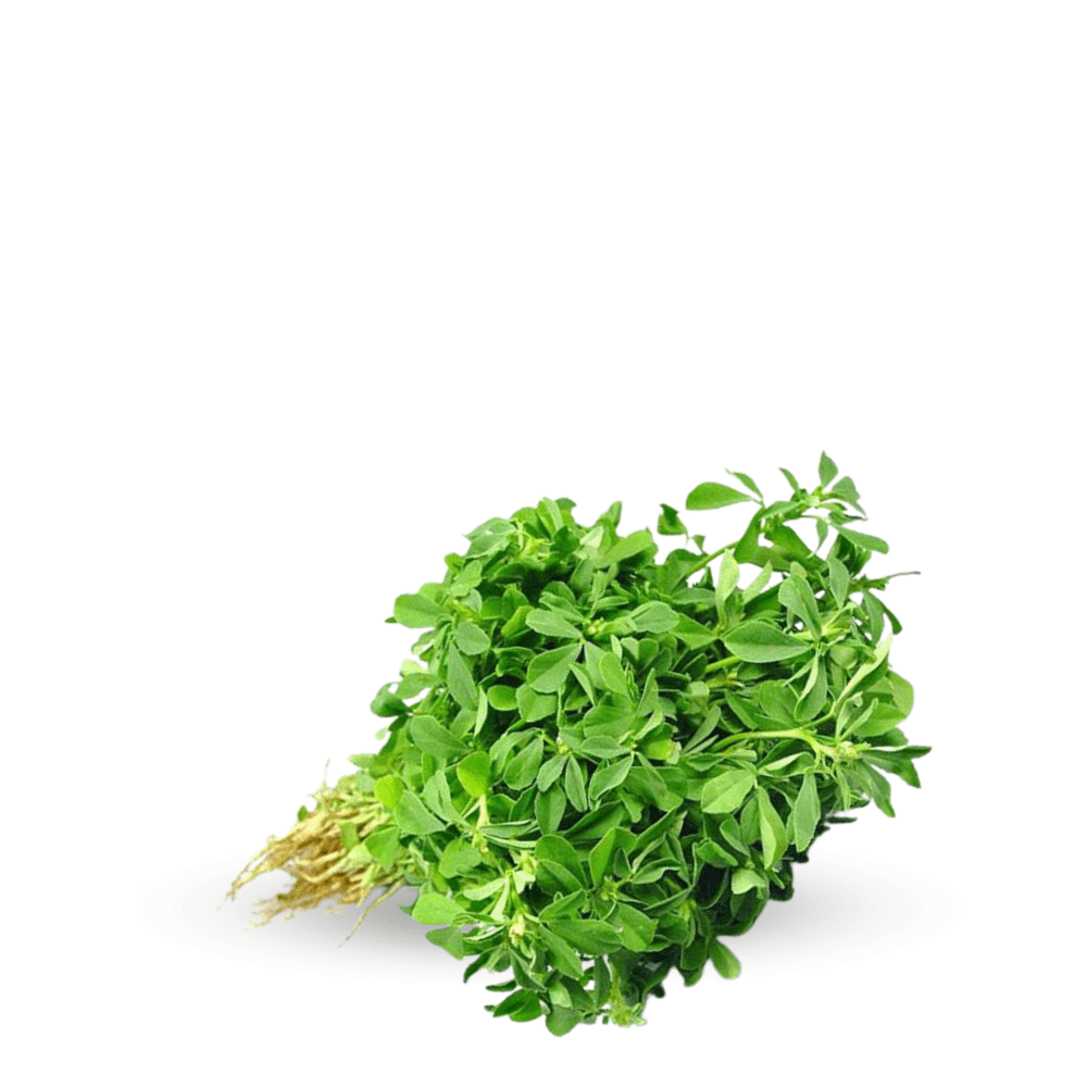 Fenugreek (Qasuri Methi) OP Seeds &ndash; Heirloom, Non-GMO