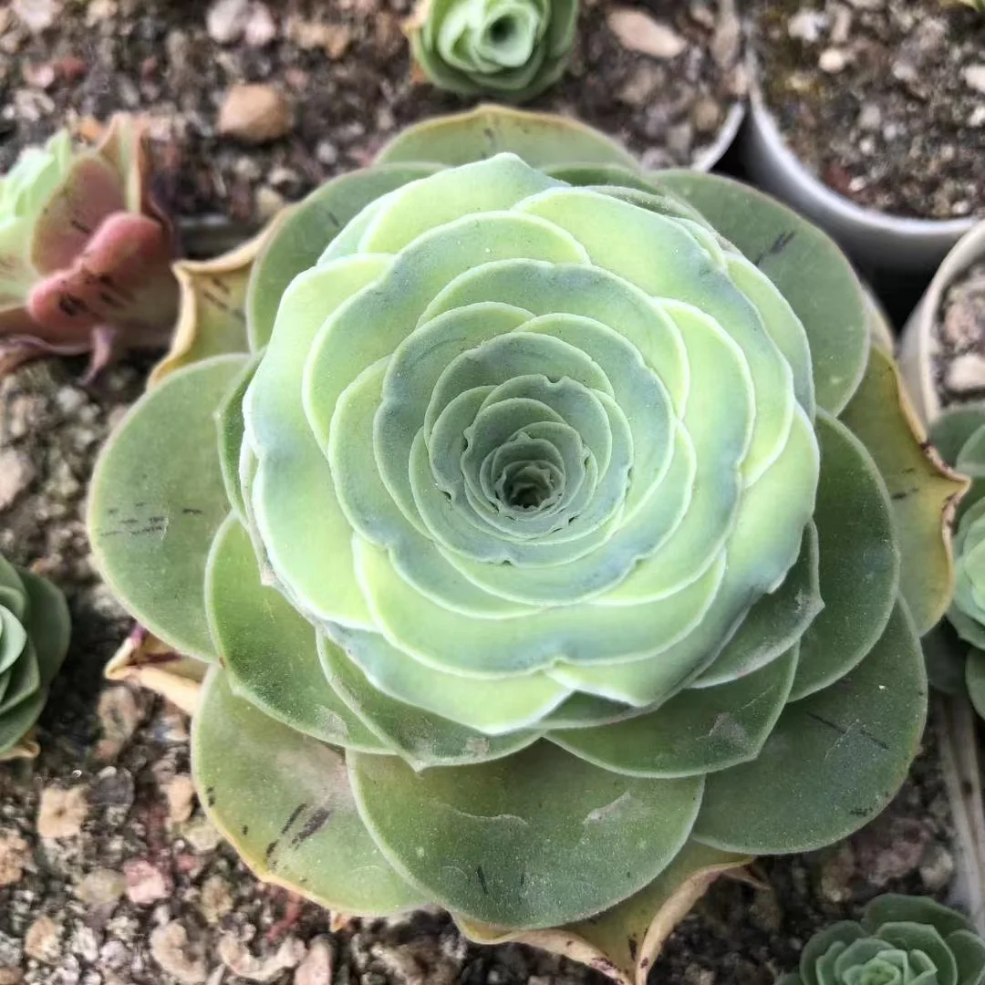 plant Aeonium Echeveria Haworthia  Caudex  Lithops Cactus  Agave 