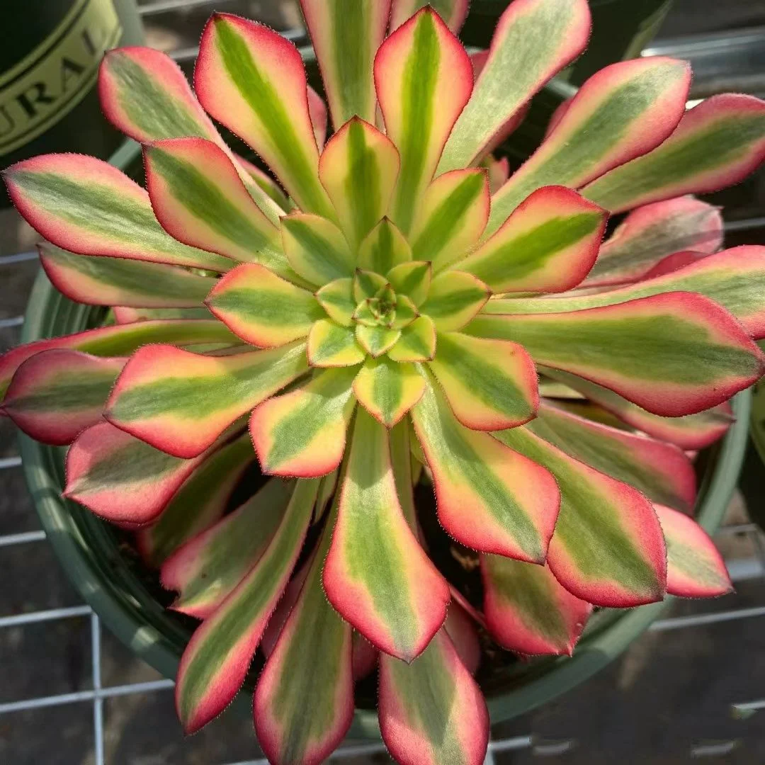 184. Garnet yellow brocade(Red copper pot yellow brocade) single head and cutting  / Aeonium  plants  / Garden landscape / Carefully select healthy plants