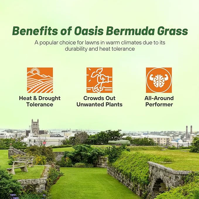 Oasis Bermuda Grass Seed
