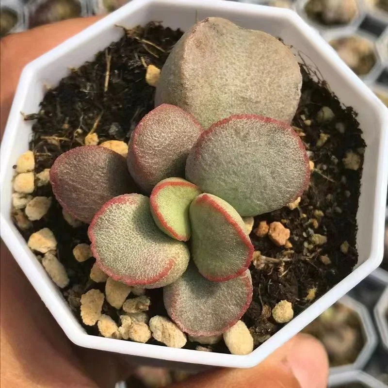 plant Aeonium Echeveria Haworthia  Caudex  Lithops Cactus  Agave 