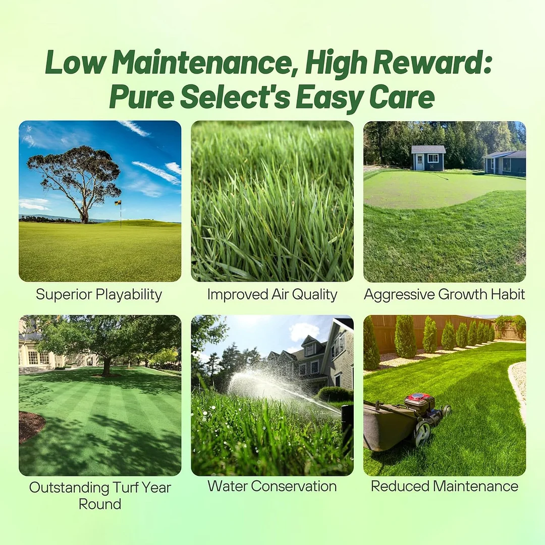Pure Select Creeping Bent Grass