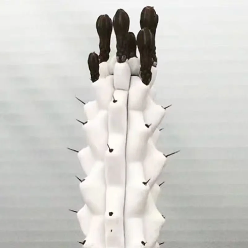 plant Aeonium Echeveria Haworthia  Caudex  Lithops Cactus  Agave 