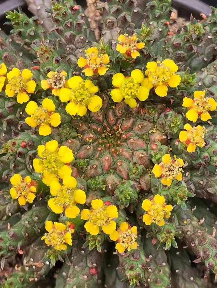942. Euphorbia gorgonis branch cutting/Caudex/ Succulent plants / Garden landscape / Carefully select healthy plants