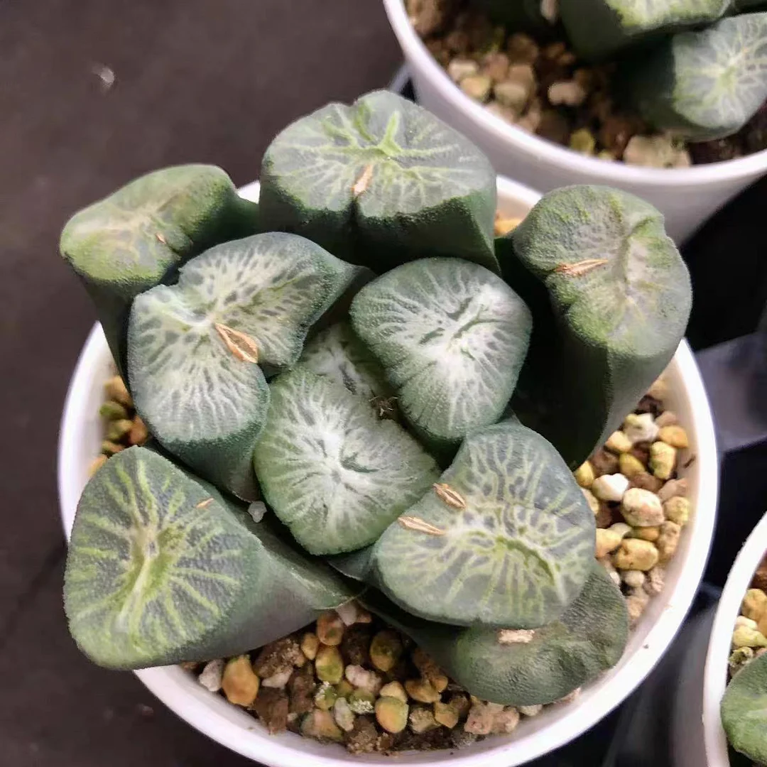 cy3.Haworthia Maughanii 'Hisuiryu' - Live Succulents Plants 6-7cm/ Haworthia/ Succulent plants / Garden landscape / Carefully select healthy plants