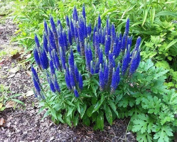 Spike Speedwell Intense Blue Flowers