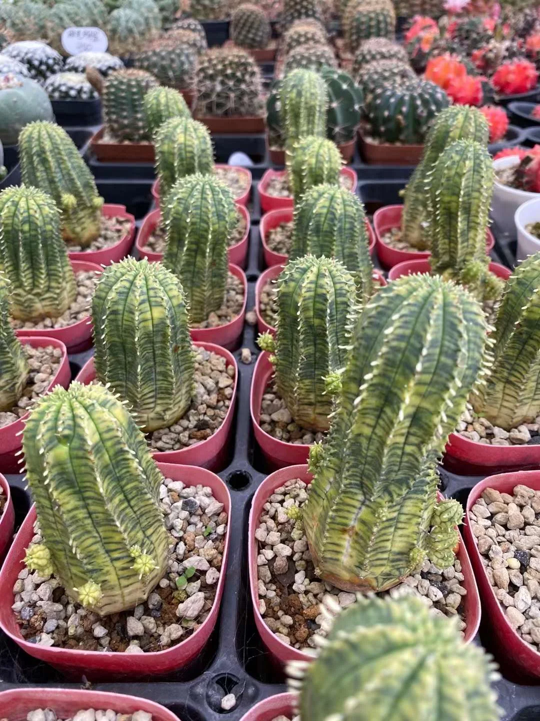 plant Aeonium Echeveria Haworthia  Caudex  Lithops Cactus  Agave 