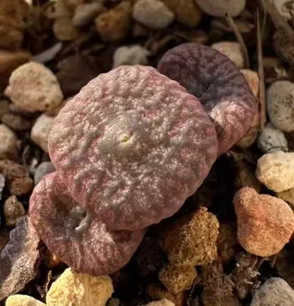 plant Aeonium Echeveria Haworthia  Caudex  Lithops Cactus  Agave 