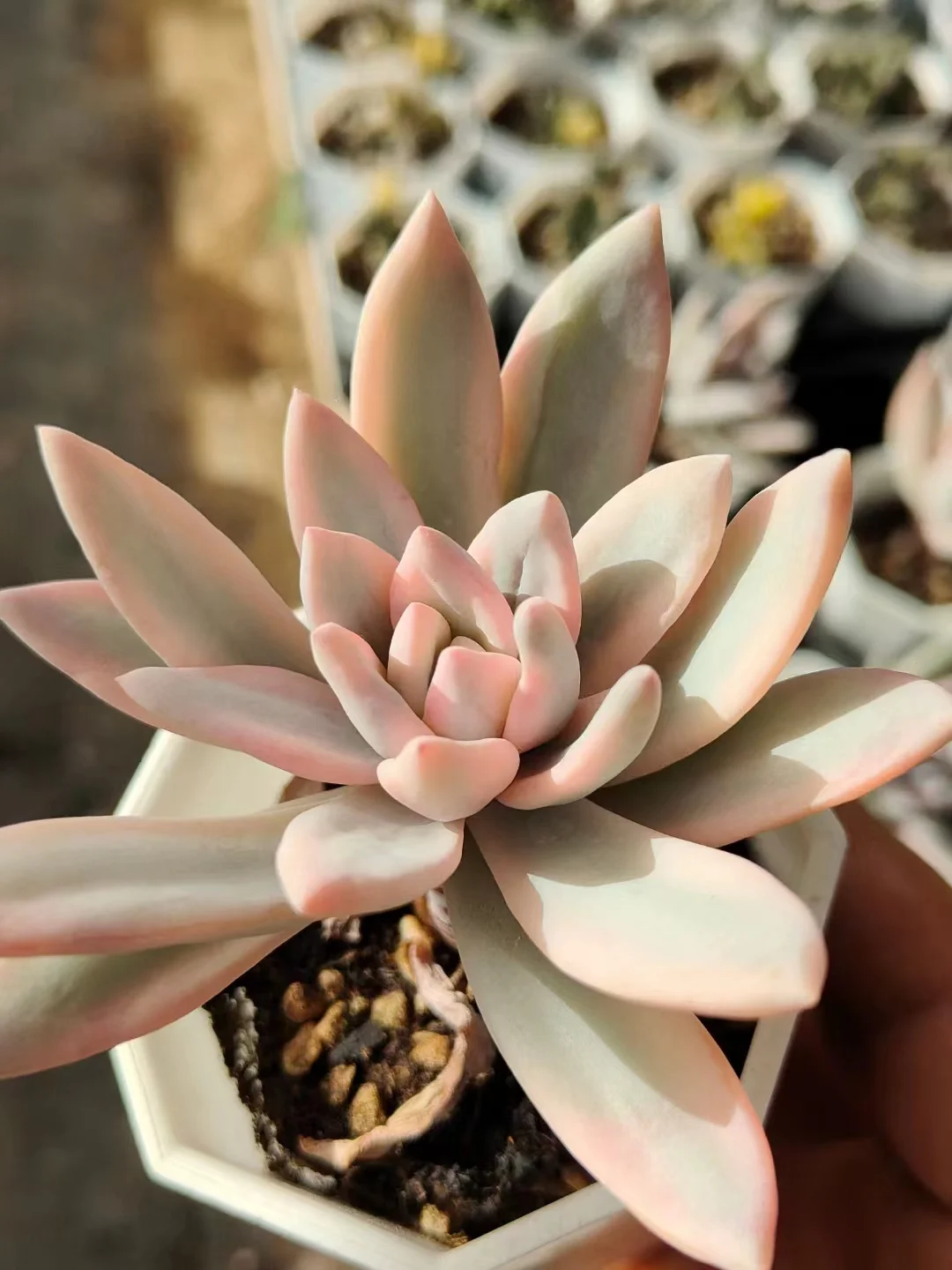 plant Aeonium Echeveria Haworthia  Caudex  Lithops Cactus  Agave 