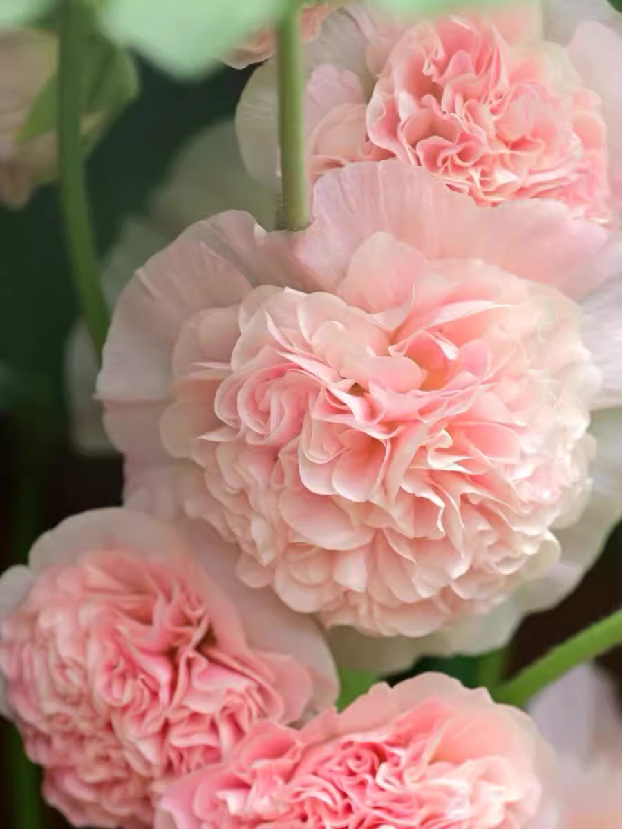 🔥Hot Sale🔥Colorful Double Hollyhock Seeds