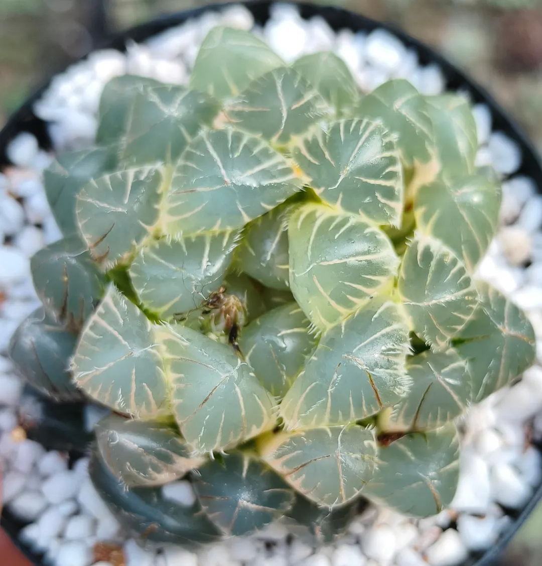 plant Aeonium Echeveria Haworthia  Caudex  Lithops Cactus  Agave 
