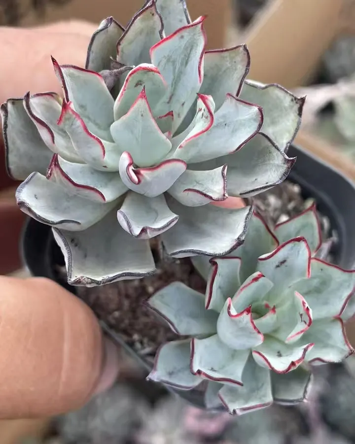 plant Aeonium Echeveria Haworthia  Caudex  Lithops Cactus  Agave 