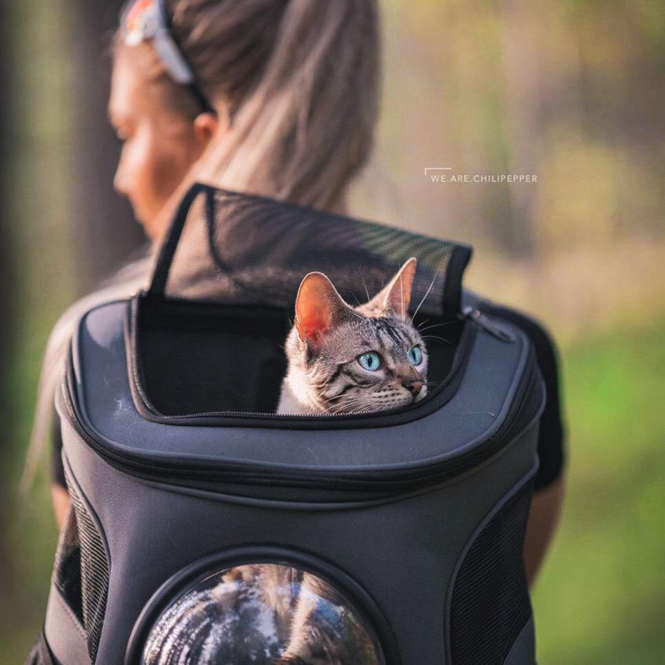 "The Fat Cat" Cat Backpack For Larger Cats