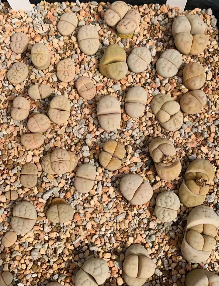 plant Aeonium Echeveria Haworthia  Caudex  Lithops Cactus  Agave 