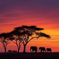 African Sunset Silhouette - Diamond Painting
