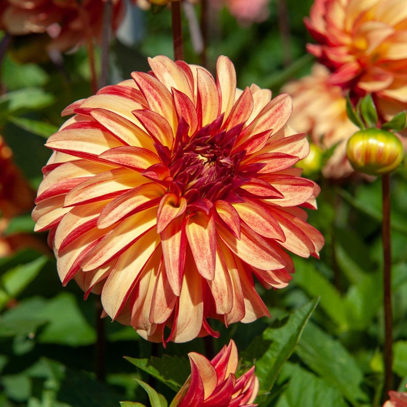 Dahlia ‘Irish Pinwheel’ Seeds Jonyparkseed®