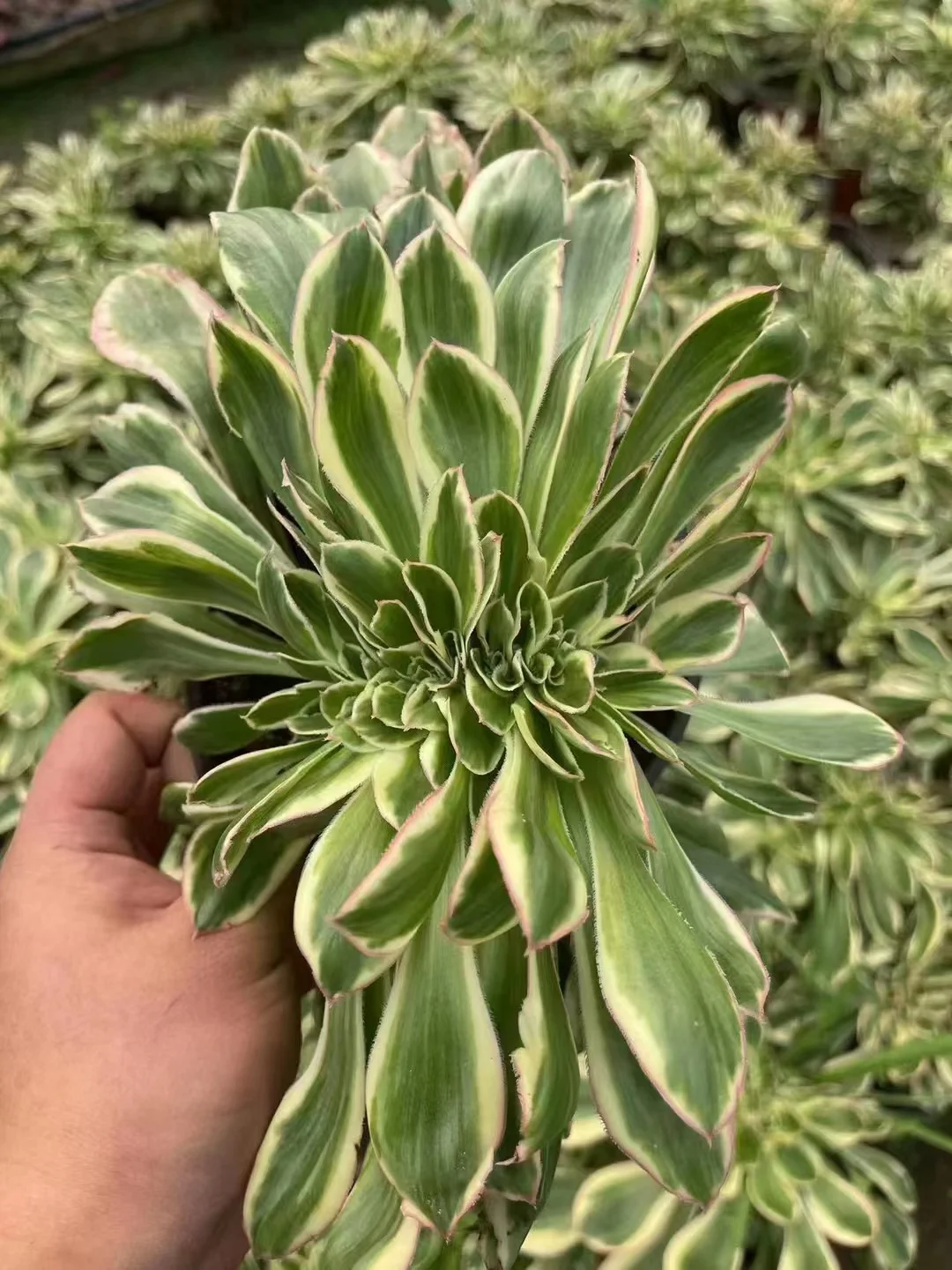 plant Aeonium Echeveria Haworthia  Caudex  Lithops Cactus  Agave 