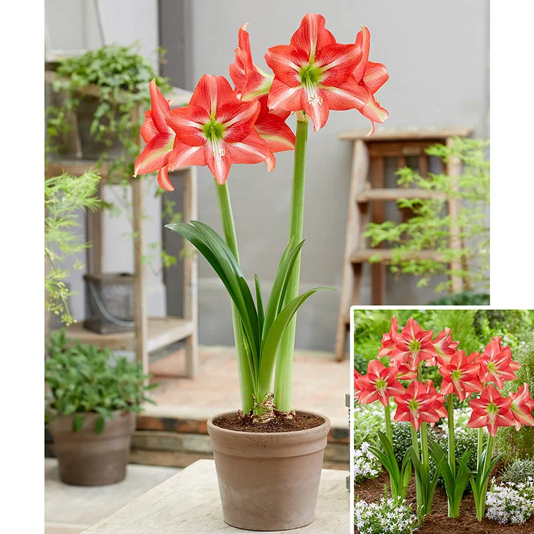 Striped Beauty Amaryllis