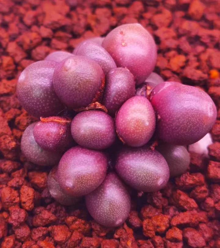 plant Aeonium Echeveria Haworthia  Caudex  Lithops Cactus  Agave 