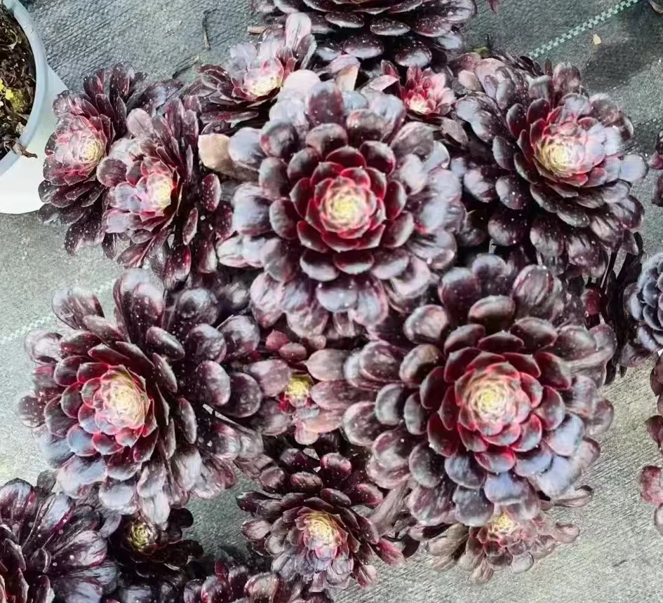 416.Mo yan cluster 20-25cm height / Aeonium cluster/Aeonium plants/ Succulent plants / Garden landscape / Carefully select healthy plants