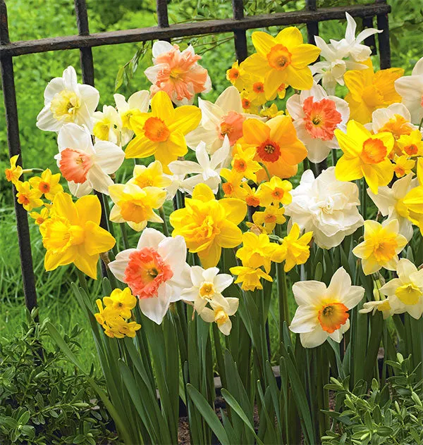 🎉Mixed Assortment Daffodil Bulbs