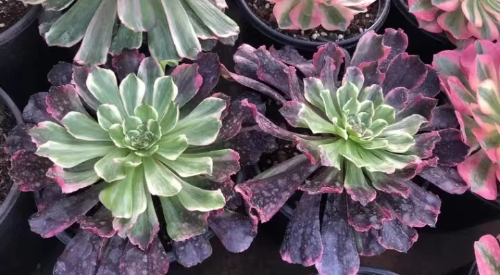 plant Aeonium Echeveria Haworthia  Caudex  Lithops Cactus  Agave 